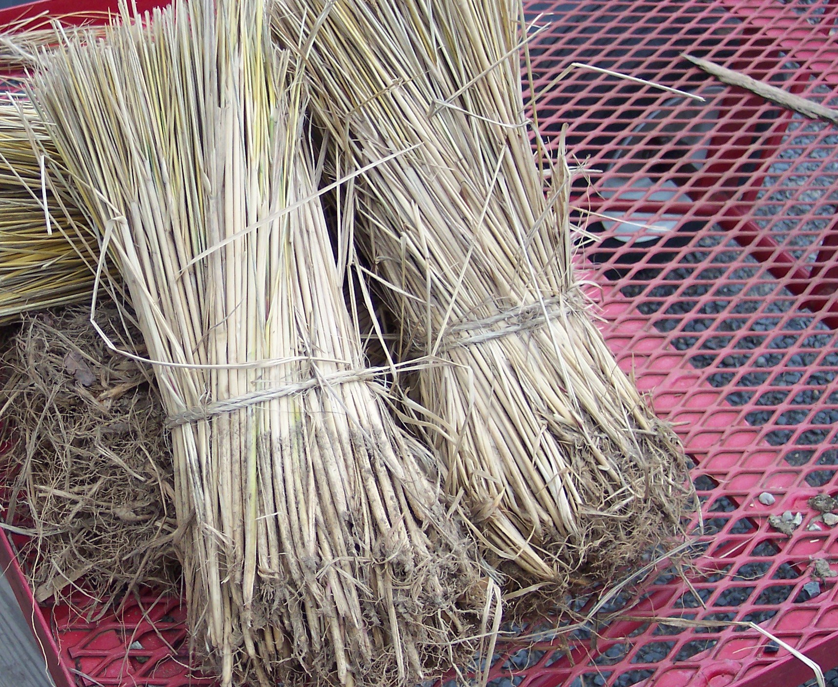 Cape American Beach Grass
